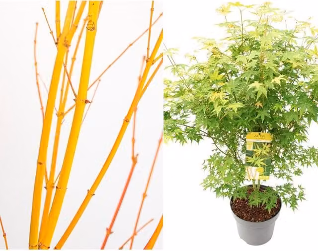 Direct Plants Acer Palmatum Bi Hoo Japanese Maple Deciduous Ornamental Tree, Green and Yellow, 4ft, 5 Litre Pot