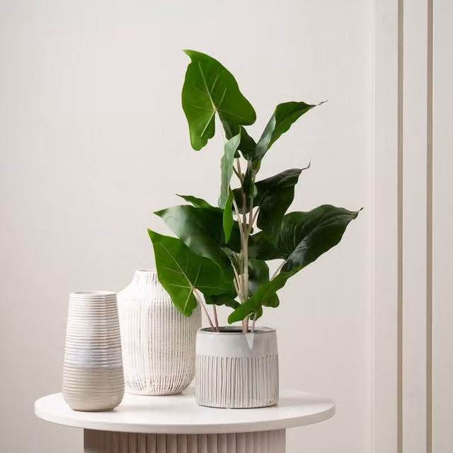 Scottish Everlastings Ltd Green Typhonium Potted Plant, Height: 48 cm – 1