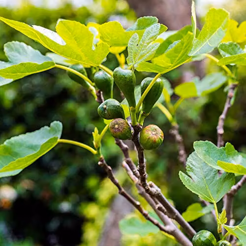 Thompson and Morgan Brown Turkey Common Fig Ficus Carica Hardy Shrub Fruit Tree, 7 Litre Potted Plant – 2