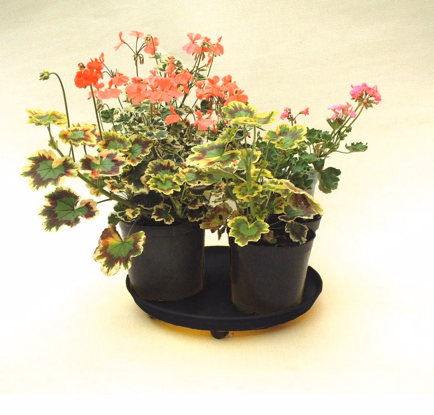 Primrose Large Black Plant Caddy Pot Mover, Diameter: 39 cm – 2