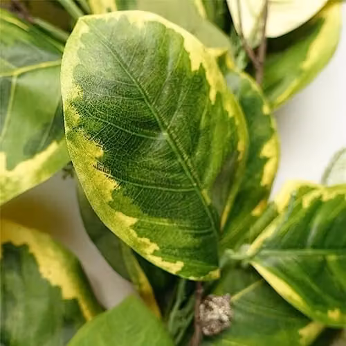 Leaf UK Multicolour Green and Gold Artificial Leaf Design Hanging Floral Garland Foliage – 2