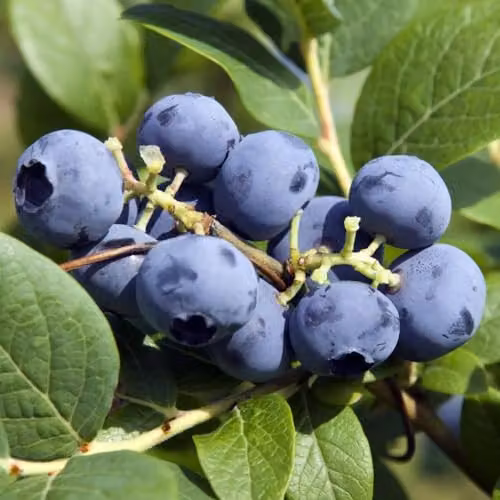 Thompson & Morgan Blueberry Bluecrop 3-Pack and Nurserymans Choice Vegetable Seed 5-Pack
