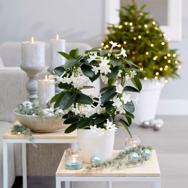 Primrose Stephanotis Floribunda Madagascar Jasmine Climber Plant in White, Height: 40 cm, 12 cm Pot