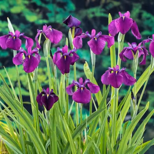 Thompson & Morgan Iris ensata Variegata Japanese Marginal Aquatic Plant, Purple and Green, 2 x 9cm Pots