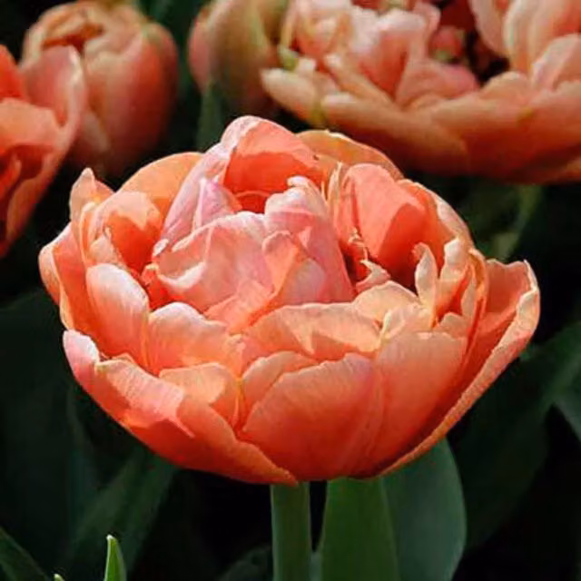 Plants By Post 15 Copper Image Double Tulip Bulbs in Orange and Pink