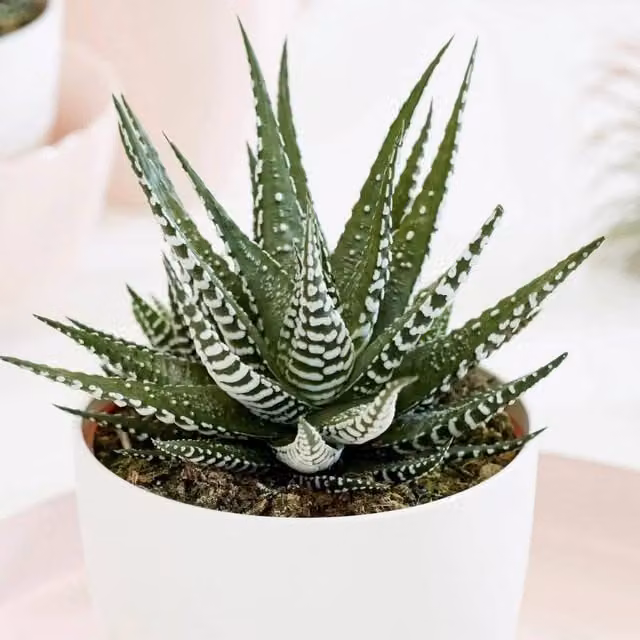 Primrose Haworthia Big Band Fairies Washboard Succulent House Plant in Green and White Pot, Height: 17 cm