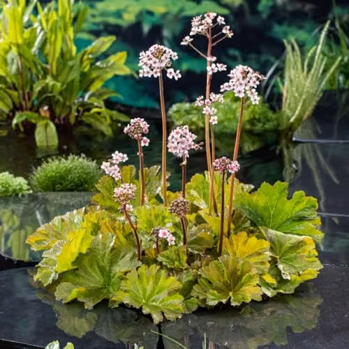 Thompson & Morgan Darmera peltata Pink Flowering Perennial, Set of 3 x 9cm Pots
