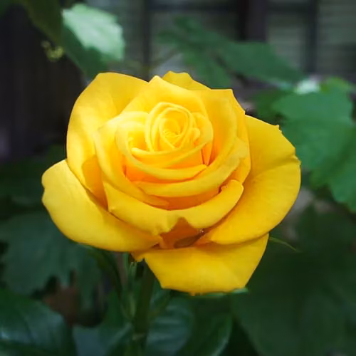Thompson & Morgan Rose Golden Wedding Floribunda Bush with 2 Bare Roots and Golden Yellow Blooms