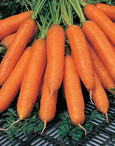 Johnsons Seeds Carrot Flyaway F1 Orange Vegetable Seeds – 3