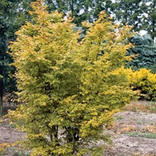 Thompson and Morgan Acer palmatum Sango-kaku Japanese Maple Tree with Red Bark and Autumn Colour, 1 x 10.5cm Potted Plant