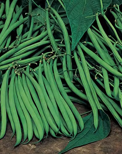 Johnsons Tasman Dwarf French Bean Vegetable Seeds, Green – 2