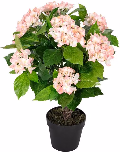 Homescapes Artificial Pink Hydrangea in a Black Pot, Height: 70 cm