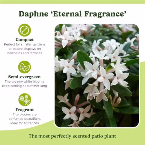 YouGarden Daphne Eternal Fragrance White Evergreen Spring Flowering Ornamental Shrub in 13cm Pot – 6