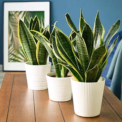 Thompson & Morgan Set of 2 Sansevieria Snake Plants in 12cm Pots, Green and Gold Indoor Evergreen Foliage Plants – 2