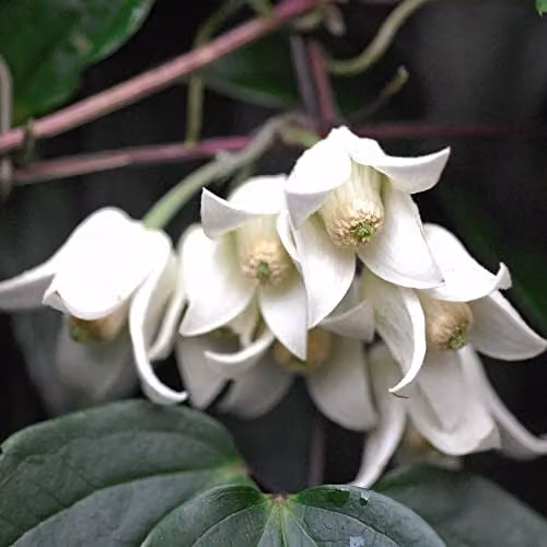 Thompson & Morgan Clematis urophylla Winter Beauty Evergreen Climber and Tower Pot Kit, 2 x 7cm Potted Plants, White – 1