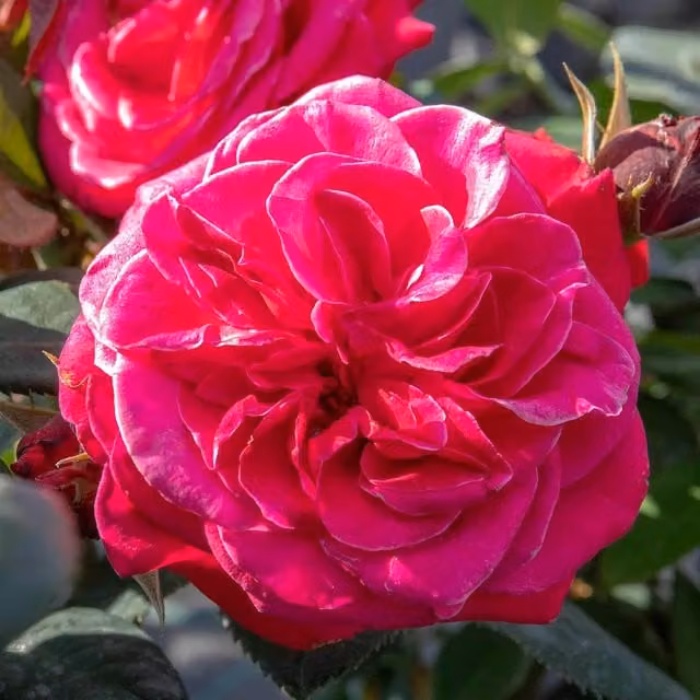 Marshalls Garden Pink Rose Bush Timeless Charisma Ornamental Shrub