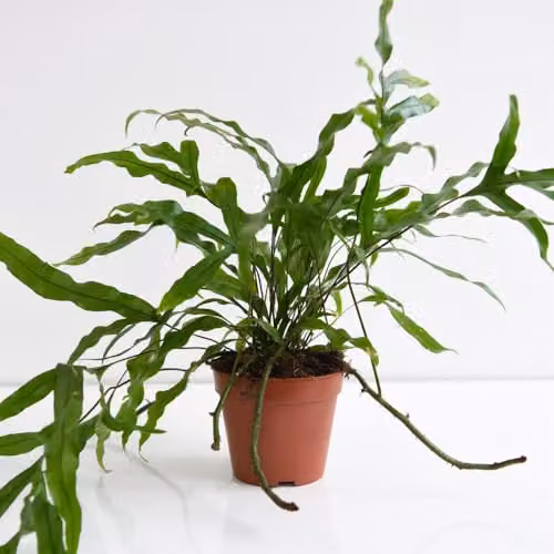 Thompson and Morgan Kangaroo Fern Microsorum diversifolium Indoor Houseplant with Ruffled Green Foliage, 12cm Pot – 4