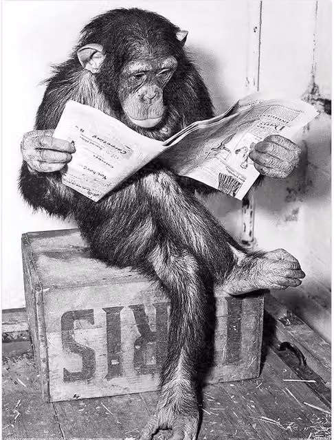 Ada Ingram Chimp News Vintage Paper Poster in Black