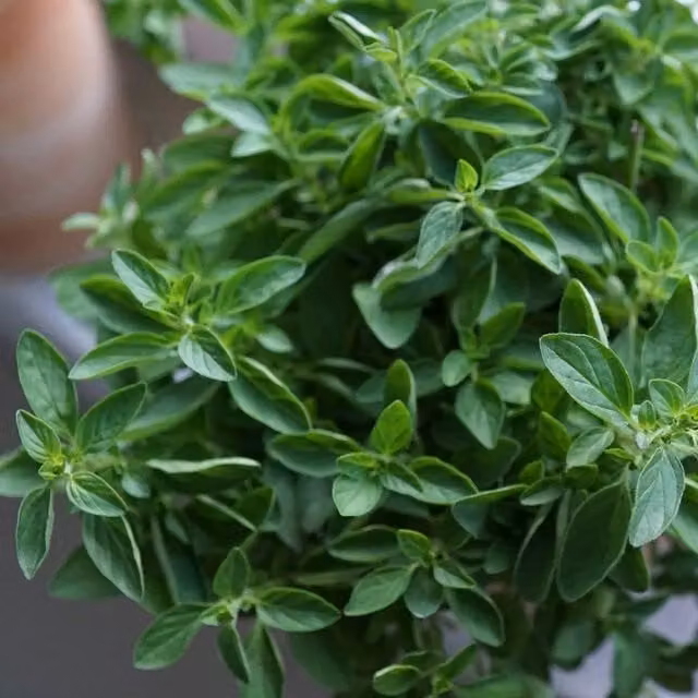 Primrose Origanum Vulgare Oregano Herb Garden Bedding Plant in a 9cm Pot
