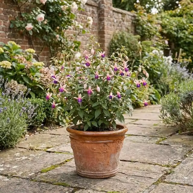 Plants By Post Blush and Violet Upright Fuchsia Ornamental Shrub, 2L