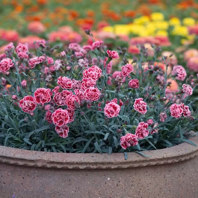 Marshalls Garden Dianthus Pinks Scent First Sugar Plum Pink Perennial Plant