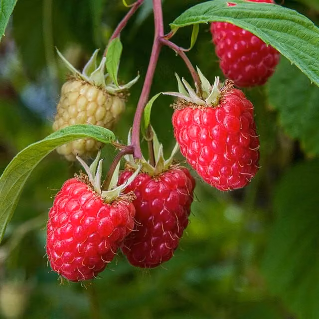 Marshalls Garden Thornless Raspberry Glen Mor Green Berry Bush
