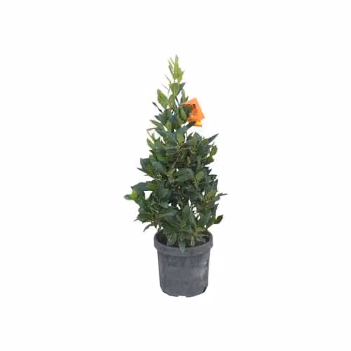 Thompson & Morgan Bay Pyramid Duo Patio Container Plant with Aromatic Leaves and Spring Flowers, Green and Yellow, Height: 80 cm – 2