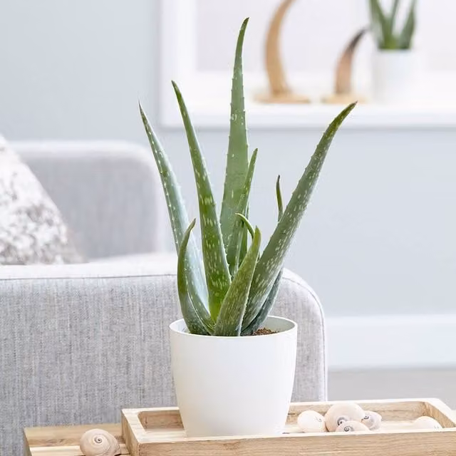 Primrose Barbados Aloe Vera Green Indoor Foliage House Plant in 12cm Pot, Height: 30 cm
