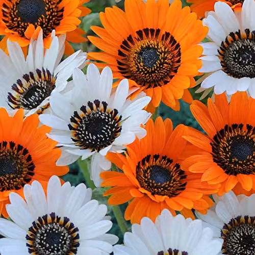 Thompson and Morgan Venidium Fastuosum Jaffa Ice Flower Seeds with Orange and White Flowers, 180 Seeds