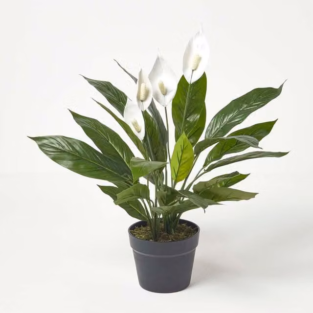 Homescapes White Peace Lily in Pot, Green and White, Height: 60 cm