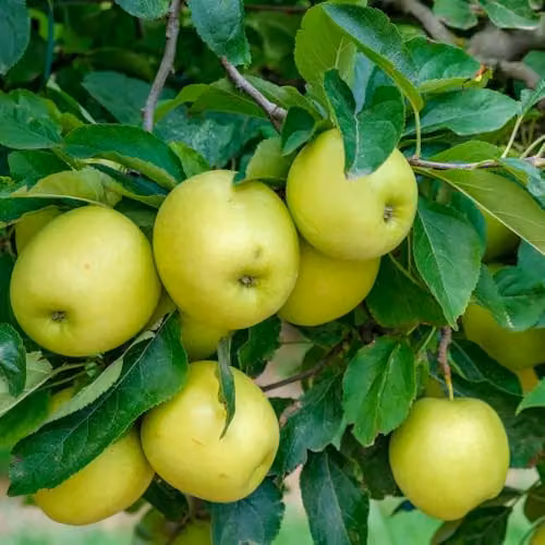 Thompson and Morgan Golden Delicious Espalier Apple Fruit Tree, Self-Fertile, 5 Litre Pot