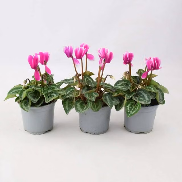 Plants by Post Purple and White Bicolour Cyclamen Autumn Flowering Perennial Bedding Plants, 3 Pack