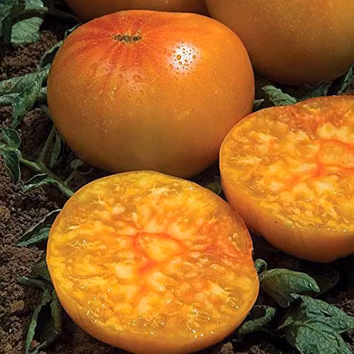 Thompson and Morgan Tomato Ananas Yellow and Orange Vegetable Seeds, 10 Seeds per Packet – 2