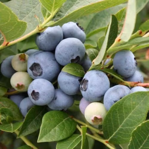 Thompson & Morgan Blueberry Brigitta Late Season Hardy Fruit Shrub in 1.5 Litre Pots