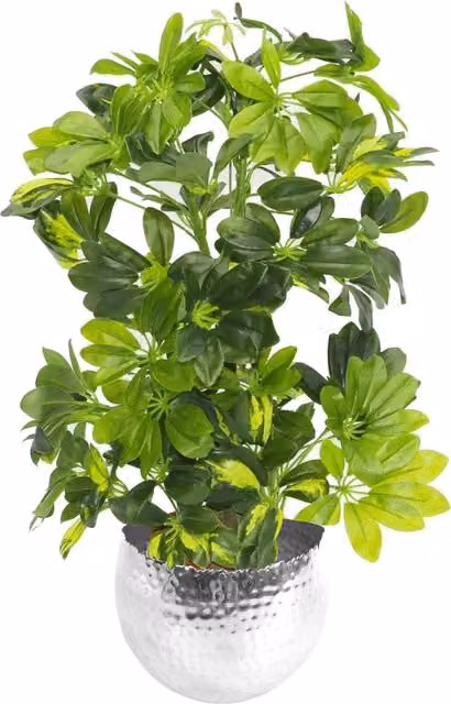 Artificial Arboricola Gold Capella Green Plant with Silver Metal Planter, Height: 65 cm