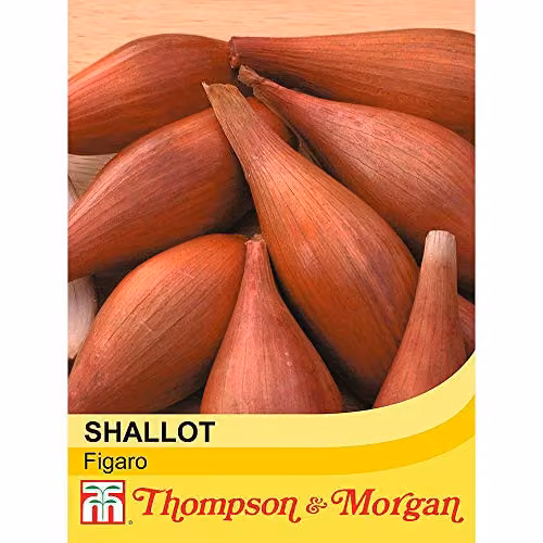 Thompson and Morgan Shallot Figaro Hardy Annual Allium Vegetable Seeds, 150 Seeds – 2