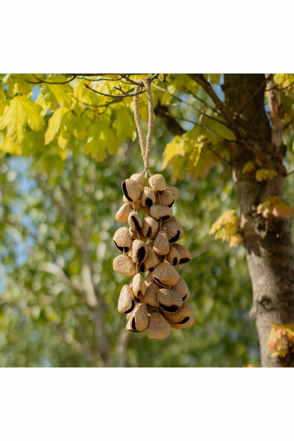 KDMD Large Pangi Seed Shell Natural Nut Shaker, 50 Shells in Beige – 2