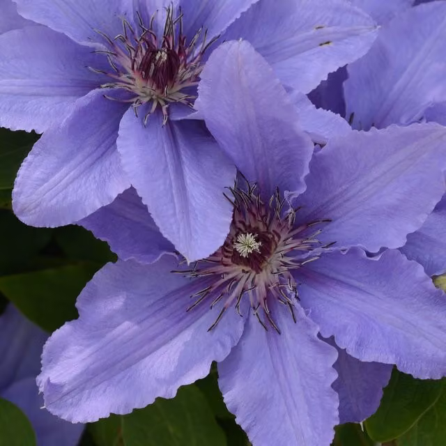 Plants By Post Clematis Parisienne Climber with Purple, Blue and Yellow Flowers