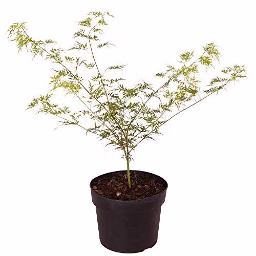 YouGarden Acer palmatum Dissectum Emerald Lace Japanese Maple Ornamental Shrub in 1.5L Pot – 3