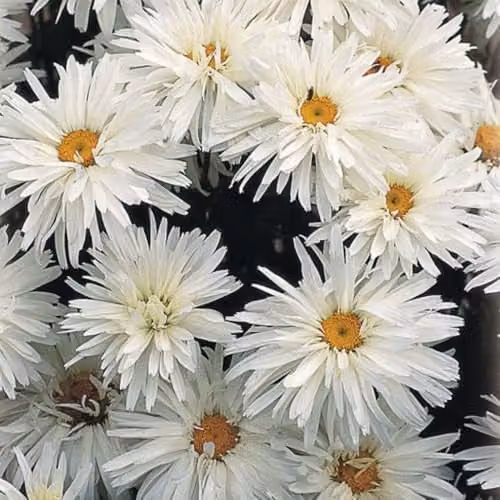 Thompson and Morgan Leucanthemum Crazy Daisy White Flowering Hardy Perennial, 60 Plug Plants – 3