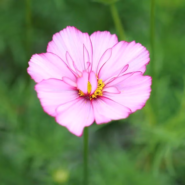 Plant Theory Set of 3 Fizzy Rose Picotee Cosmos Bipinnatus Bedding Plants in 9cm Pots, Pink