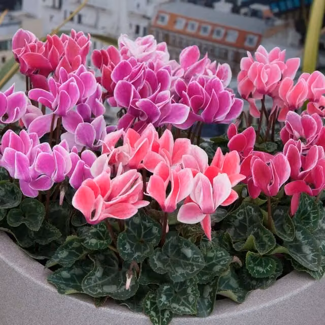 Plants by Post Cyclamen Flame Mixed Red, Pink and White Outdoor Bedding Plants, 12 Plants