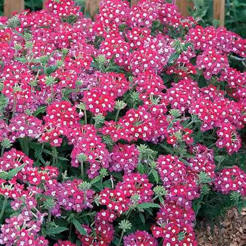 Mr Fothergill's Verbena Scentsation Red Ornamental Flower Seeds – 3