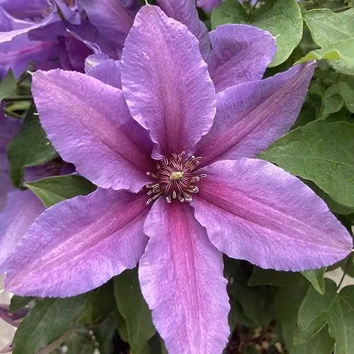 Thompson and Morgan Clematis Tumaini Purple Flowering Hardy Perennial Climber, 2 x 3 Litre Potted Plants – 1