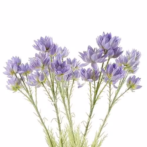Leaf Pack of 6 Purple Starflower Artificial Flower Stems, H 60 cm
