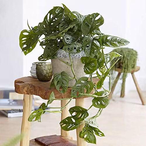 YouGarden Monstera Monkey Leaf Swiss Cheese Plant, Green Indoor Houseplant in 12cm Pot