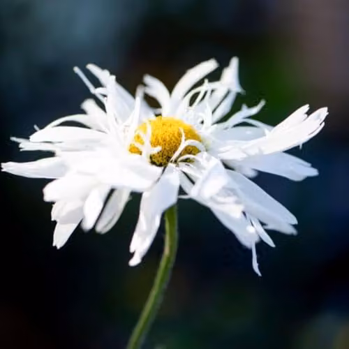 Thompson and Morgan Leucanthemum Crazy Daisy White Flowering Hardy Perennial, 60 Plug Plants – 2