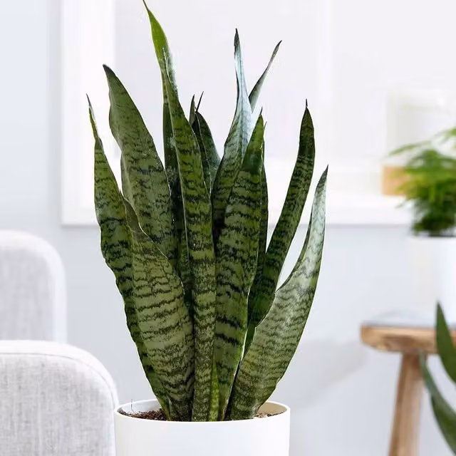 Primrose Sansevieria Zeylanica Mother-In-Laws Tongue Plant in Green 14cm Pot, 50cm Tall