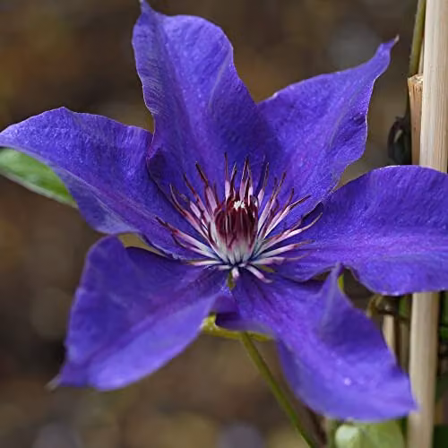 Thompson and Morgan Clematis The President Purple Climbing Shrub, 1.7-Litre Potted Plant – 2