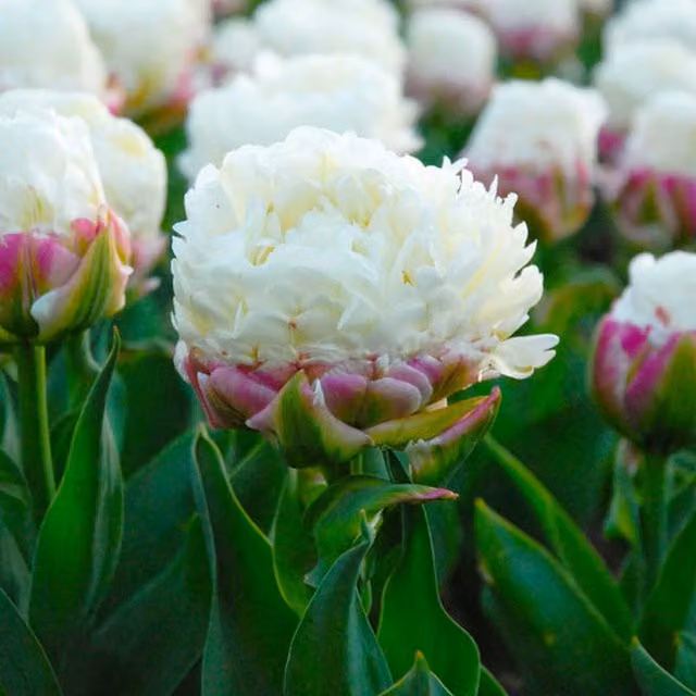 Plants By Post Pack of 15 White Tulip Ice Cream Bulbs
